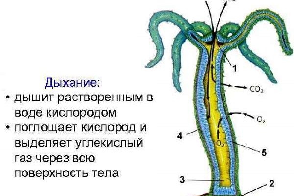 Кракен маркетплейс kr2web in